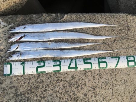 タチウオ全て粒揃い