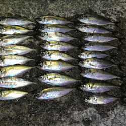 瀬戸内アジング(2019-5)