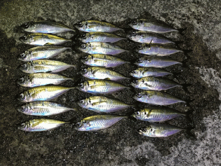 瀬戸内アジング(2019-5)