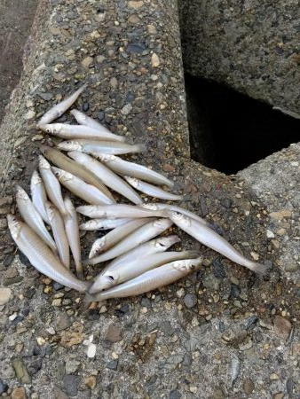 今日は、塩焼きで