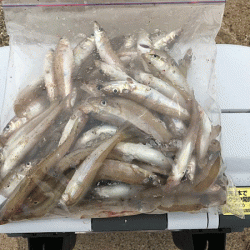 姫路キス釣り（2019-2）