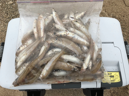 姫路キス釣り（2019-2）