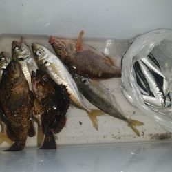 黄色いガシラ(°∀°)