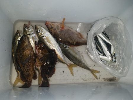 黄色いガシラ(°∀°)