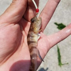 豆アジ不発！まさかのツバス！