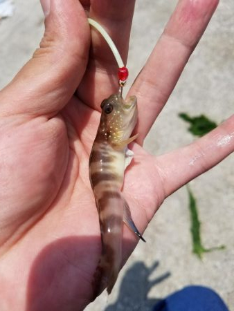 豆アジ不発！まさかのツバス！