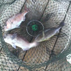 腕さえあれば・・・