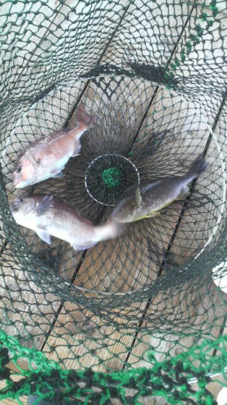 腕さえあれば・・・