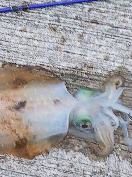 Cross Counter（笑）