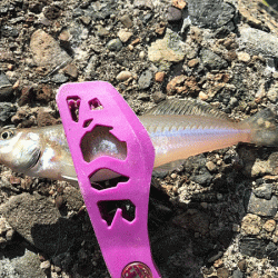 姫路エギングとキス釣り