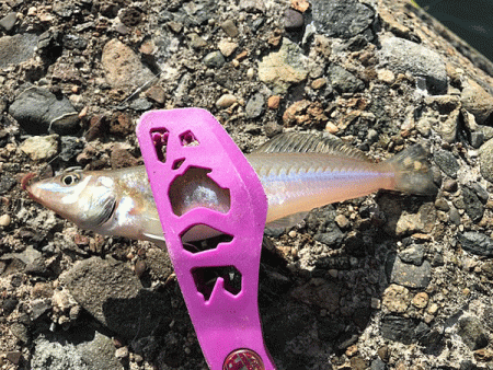 姫路エギングとキス釣り