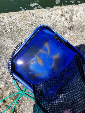 ちょい投げキス