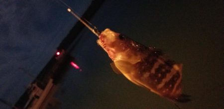 ナイトゲームでナイスゲーム