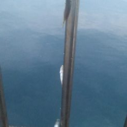 まさかのメジロ