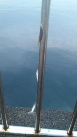 まさかのメジロ