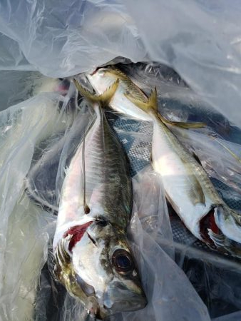 SUPフィッシング