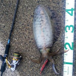 春イカエギング