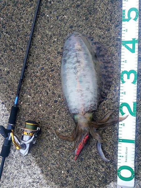 春イカエギング