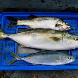 オリジナルルアーテストでハマチ！ツバス　セイゴ　メバル　豆アジ爆釣