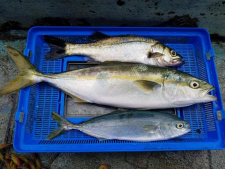オリジナルルアーテストでハマチ！ツバス　セイゴ　メバル　豆アジ爆釣