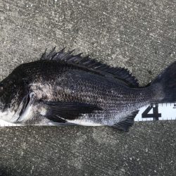 イチノ兄弟、釣果!