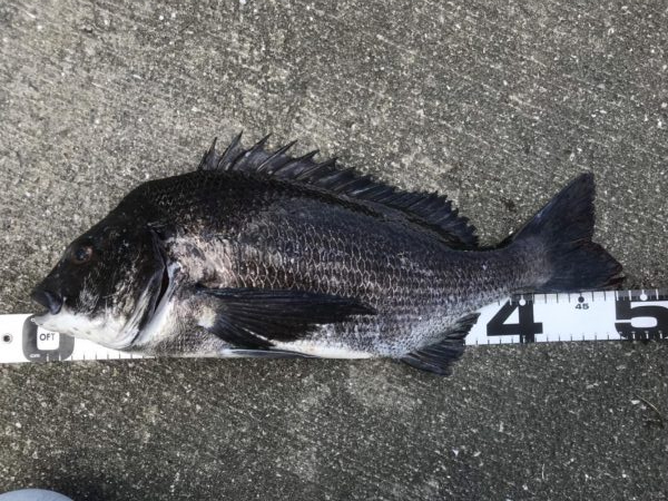 イチノ兄弟、釣果!