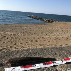 デイマゴチゲーム