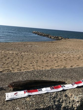 デイマゴチゲーム