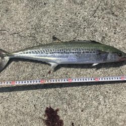 エソからのサゴシが連発、漁港内で有名に⁉︎