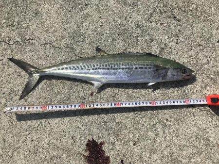 エソからのサゴシが連発、漁港内で有名に⁉︎