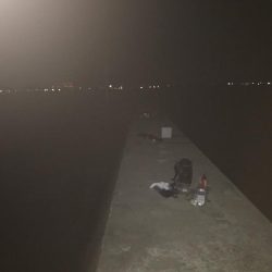 今年初の太刀魚