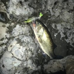 安物S字系で夕マヅメ