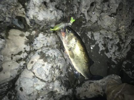 安物S字系で夕マヅメ