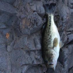 拾ったルアーで50up