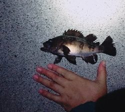 メバル、メバル、アイナメ