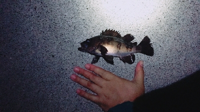 メバル、メバル、アイナメ