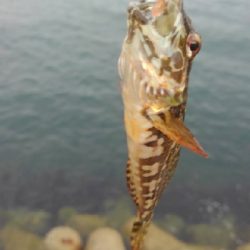 いろいろ小魚GET！！