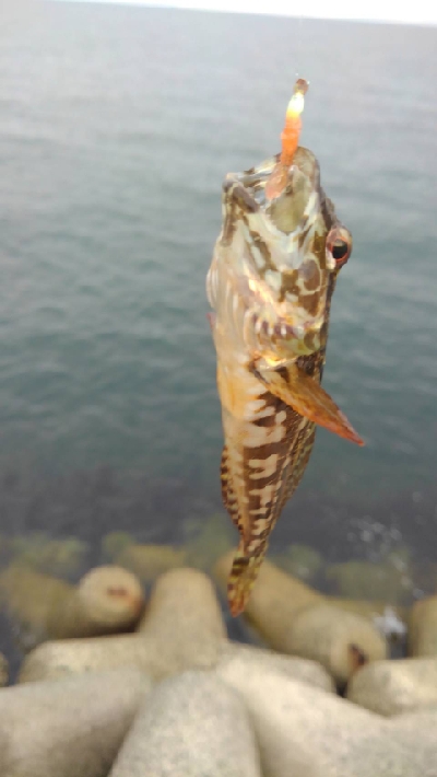 いろいろ小魚GET！！