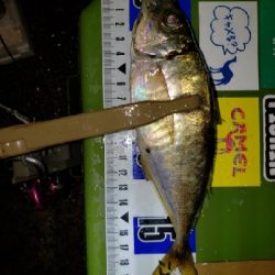 久しぶりのポイント