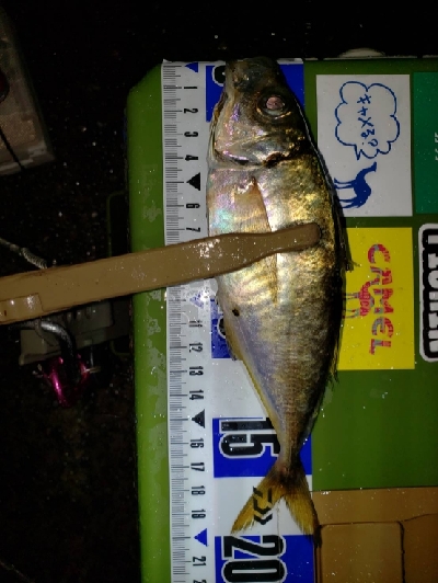 久しぶりのポイント