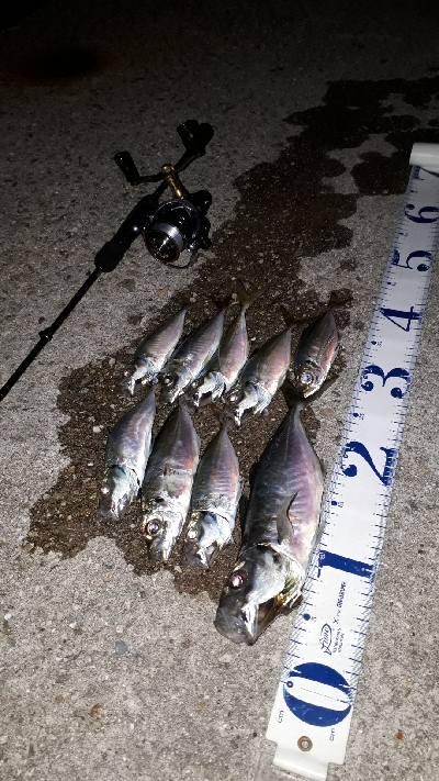 釣り友さんたちと淡路島