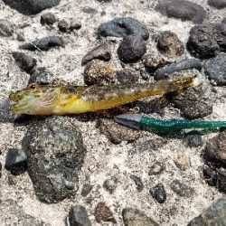 やはりあかんかった