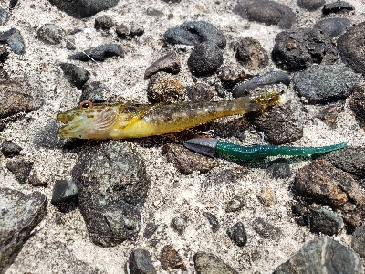 やはりあかんかった