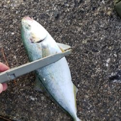 とりあえず一匹