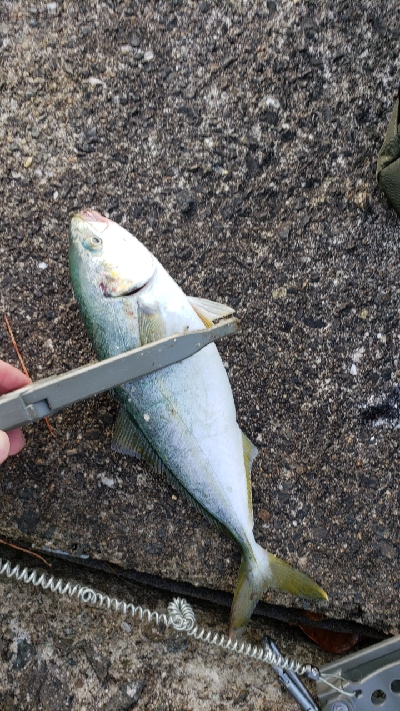 とりあえず一匹