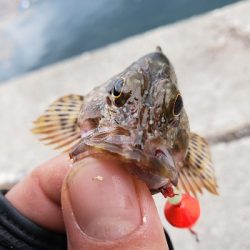 アオリイカを求めて…