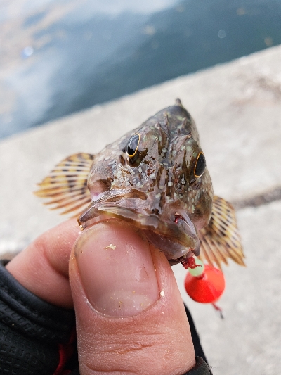 アオリイカを求めて…