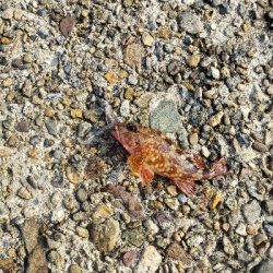 この場所で初めてのロックフィッシング