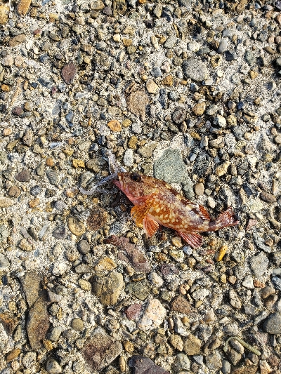 この場所で初めてのロックフィッシング