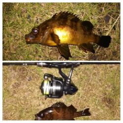 メバリンガー1900〜2045